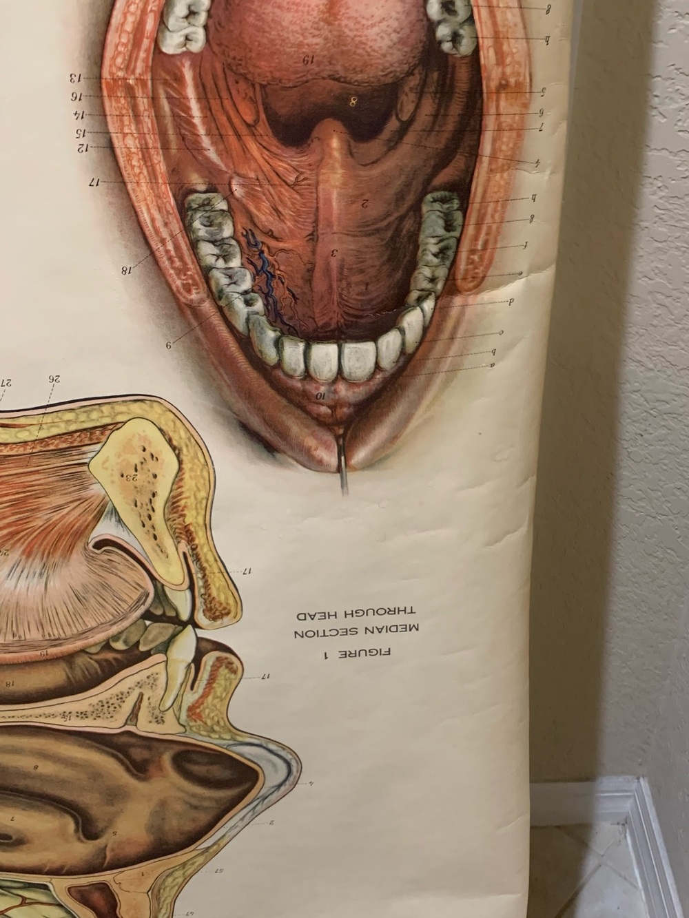 Antique American Frohse Anatomical Chart Head and Neck Signed Max Brotel 1919 - Picture 12 of 16